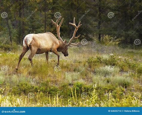 Bull Elk Antlers Forest stock photo. Image of fall, stag - 64655714