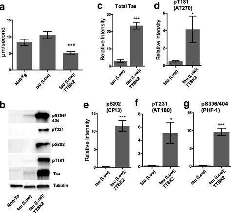 Pathological Phosphorylation Of Tau And TDP 43 By TTBK1 And TTBK2