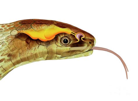 Snake Head And Tongue Anatomy Photograph by Mikkel Juul Jensen/science ...