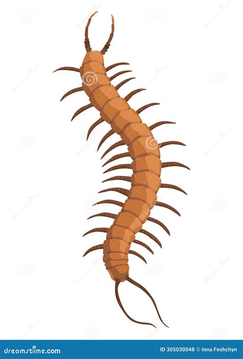 Millipede In Cartoon Style Cute Little Cartoon Millipede Isolated On