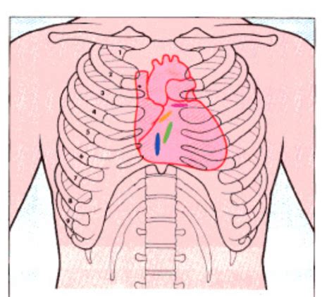 Chapter Understand Cardio Flashcards Quizlet