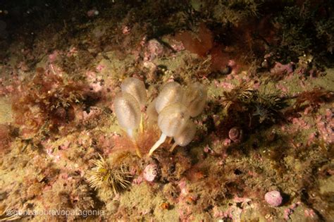 Sycozoa Sigillinoides Gu A De Especies Submarinas De Argentina