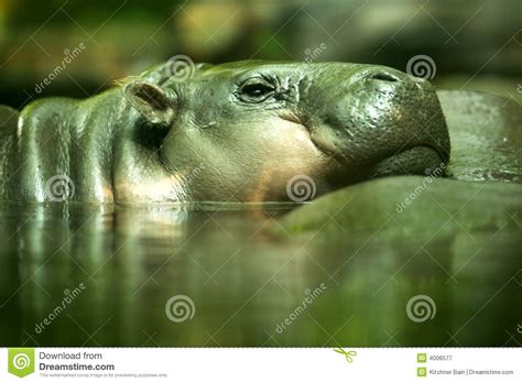 Pygmy Hippopotamus Stock Image Image Of Hippo Wildlife 4006577