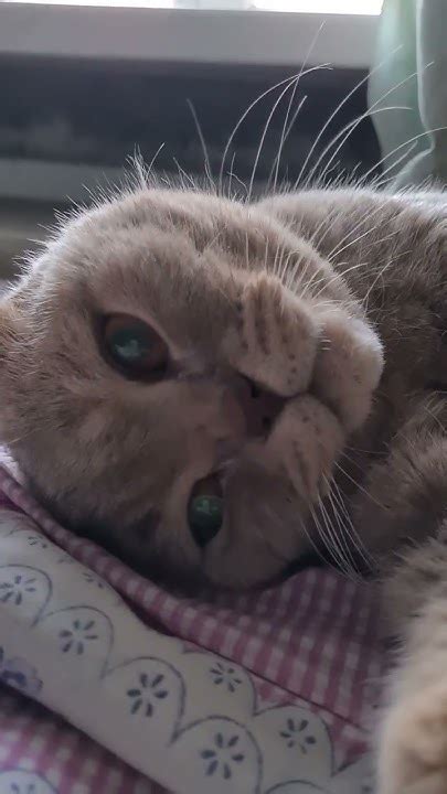 КРАСАВЕЛЛА - YouTube