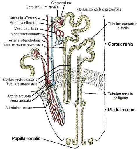 Distal convoluted tubule - Alchetron, the free social encyclopedia