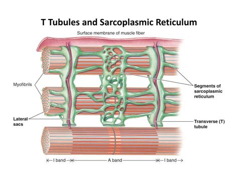 Ppt Structure Of Skeletal Muscle Powerpoint Presentation Free