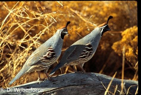Gambel's Quail - AgriLife Extension Wildlife & Fisheries