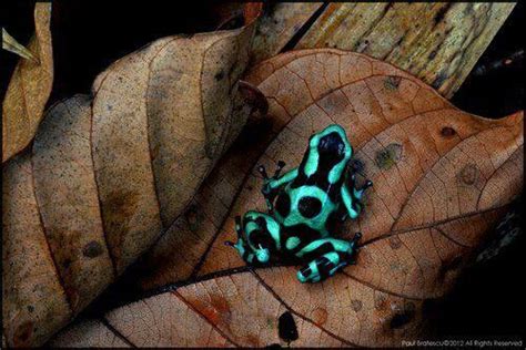 Neon Poison Dart Frog