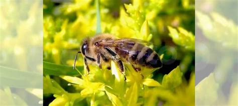 Пчелы "среднерусская" купить в Новосибирске | Животные и зоотовары | Авито