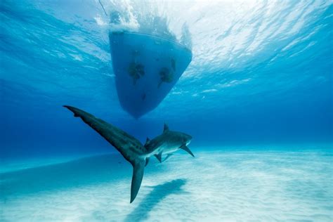 10 Incredible Sharks Every Diver Should See