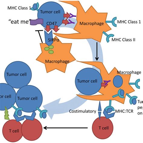 Tumor Cells Display Mhc Class I Surface Markers Of Self