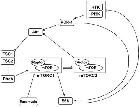 Figure 2 From The Pi3k Akt Mtor Pathway In Initiation And Progression