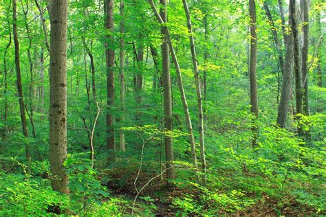 Images Gratuites Arbre La Nature R Gion Sauvage Piste Lumi Re Du