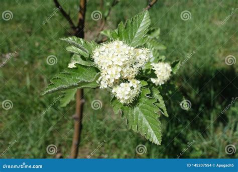 Closeup of White Flowers of Sorbus Aria Stock Photo - Image of deciduous, nivea: 145207554