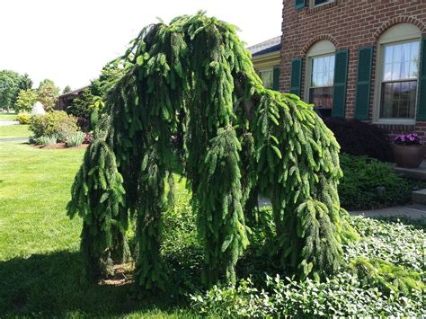 Weeping Norway Spruce Bonsai