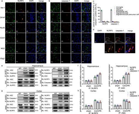 Cardiac Arrest Induces The Activation Of Nlrp Inflammasome In