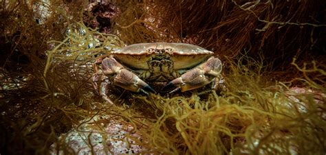 Krab (Crab) Archivy - polachpetr.cz