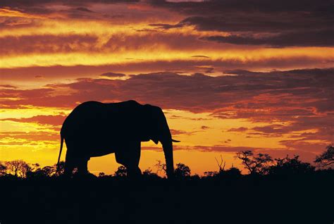 kavango zambezi transfrontier conservation area saving earth