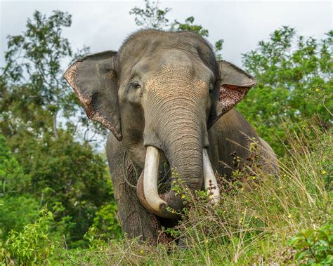 Why Sumatran Elephants Are Endangered and What We Can Do