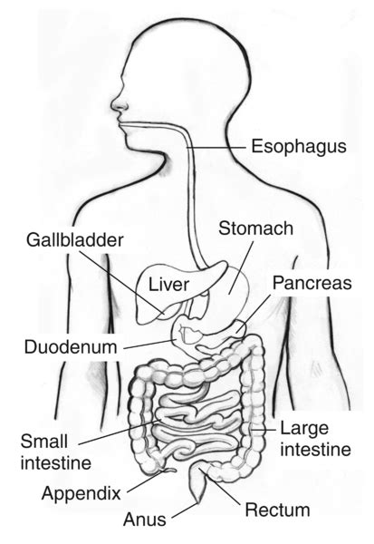 Human Anatomy Digestive System Diagram