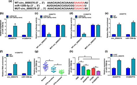 Circular Rna Circ Promotes Paclitaxel Resistance And