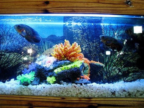 Aquarium Réservoir De Poissons Photo gratuite sur Pixabay