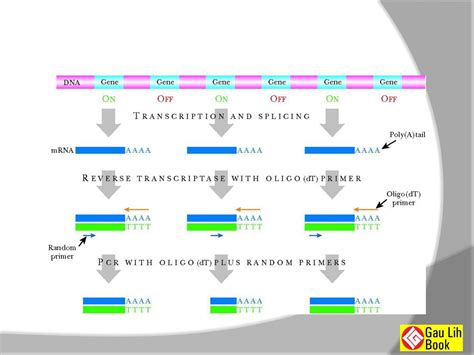 The Polymerase Chain Reaction Ppt Download