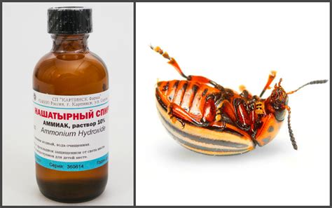 Нашатырный спирт от колорадского жука на картошке: описание и ...