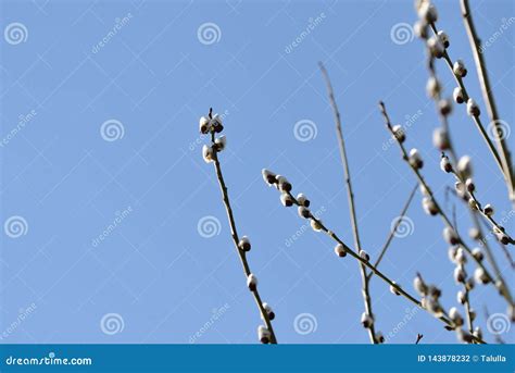 Branches Of Pussy Willow On Background Of Blue Sky Stock Photo Image Of Botany Palm