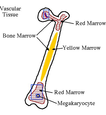 cartoon  long bone  hyperlinked red marrow