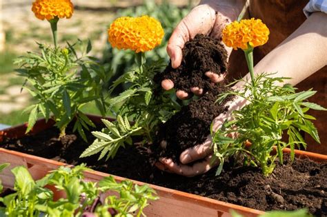 Una Mujer Joven De Apariencia Europea Trasplanta Plantas En Un Jard N