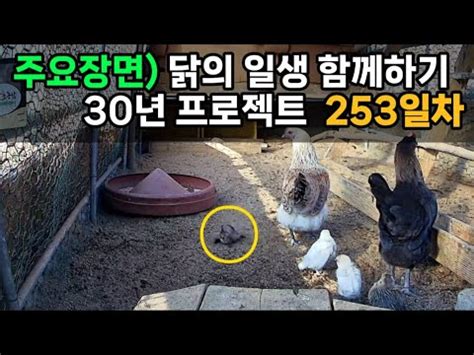 주요장면 253일차 다리 힘이 부족한 병아리 YouTube