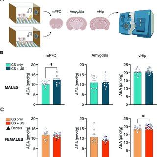 Fear Conditioning Induces Sex And Location Specific Increases In AEA A