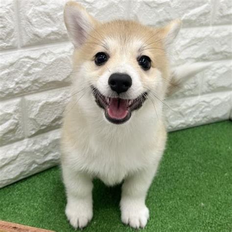 MIXシバーギー - 子犬や子猫たちのペット販売情報が満載「ペットステーション」