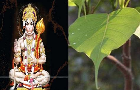 Lord Hanuman Will Be Happy With Sacred Fig Leaves पीपल के पत्तों से