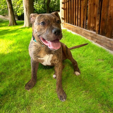 Where to Adopt Pets in Quincy IL: Petfinder Guide to Pet Rescue and Adoption Services 2