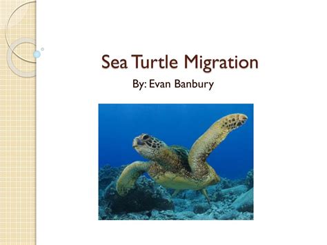 PPT - Sea Turtle Migration PowerPoint Presentation, free download - ID ...