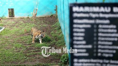 Tempat Wisata Di Medan Sumatera Utara Dari Taman Alam Hingga