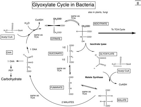 9 Fatty Acid And Acyl Lipid Synthesis And Glyoxylate Cycle Biology