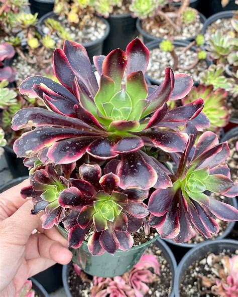 Rare Succulents Aeonium Super Bang Etsy