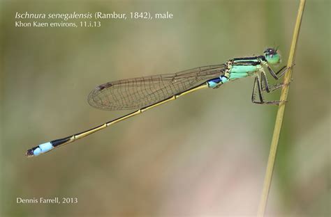 Dragonflies And Damselflies Of Thailand 27 Ischnura Senegalensis