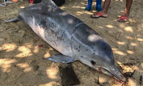 Filhote de boto cinza é encontrado morto em Magé Jornal O Globo