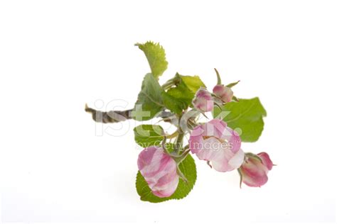 Яблоневый Цвет Стоковые Фотографии | FreeImages