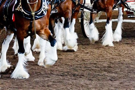 1000 Images About Clydesdale Ref On Pinterest Horses For Sale Horse