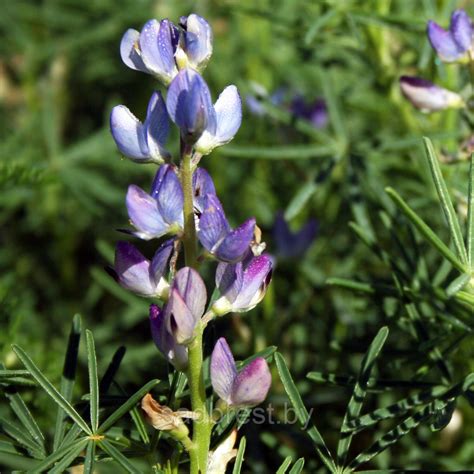 Семена Люпин сидерат (упаковка 2 кг): продажа, цена в Бресте. Бобовые ...