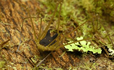 Bunny Harvestman Spider - an 8-Leg Species with a Dog Head - Odd Facts