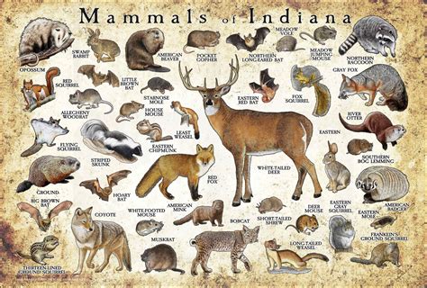 Mammals of Indiana Poster Print / Indiana Mammals Field Guide - Etsy in ...