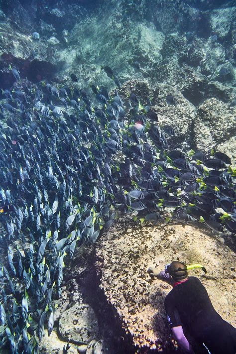 A Galápagos Expedition Cruise That Connects You Even More Closely With ...