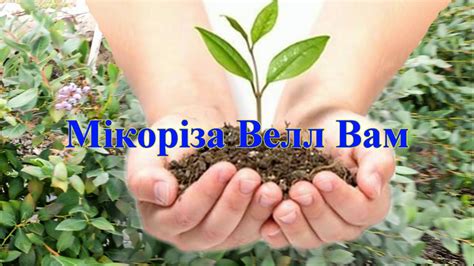 МИКОРИЗА ДЛЯ ГОЛУБИКИ - YouTube