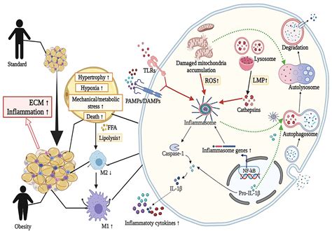 Frontiers New Insights Into The Interplay Among Autophagy The NLRP3